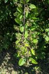 Cotoneaster coriaceus