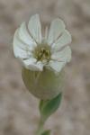 Silene vulgaris subsp. thorei