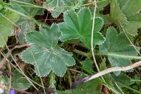 Alchemilla