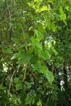 Vitis riparia
