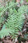 Polypodioideae
