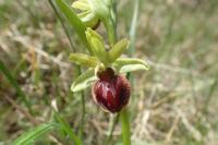 Ophrys exaltata