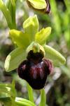 Ophrys virescens