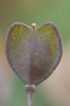 Microthlaspi perfoliatum