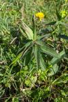 Euphorbia illirica
