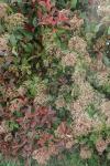 Photinia