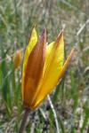Tulipa sylvestris subsp. australis