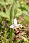 Ophrys scolopax subsp. scolopax