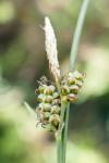 Carex tomentosa