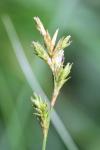 Carex pseudobrizoides