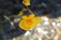 Utricularia neglecta