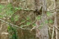 Pinus nigra subsp. salzmannii
