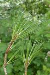 Pinus nigra subsp. salzmannii