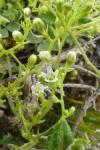 Thesium humifusum subsp. humifusum