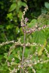 Urtica dioica subsp. galeopsifolia