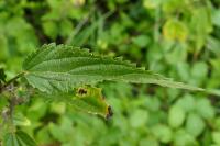 Urtica dioica subsp. galeopsifolia