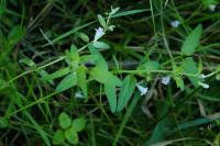 Scutellaria minor