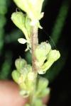 Verbascum pulverulentum