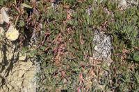 Carpobrotus