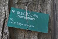 Gleditsia triacanthos