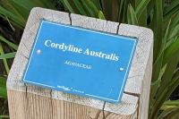 Cordyline australis