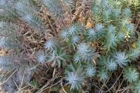 Euphorbia pithyusa