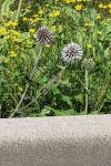 Echinops sphaerocephalus