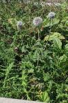 Echinops sphaerocephalus