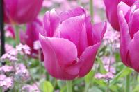 Tulipa gesneriana