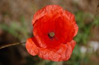 Papaver