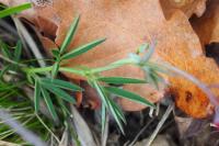 Lathyrus linifolius