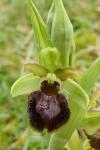 Ophrys exaltata