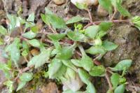 Montia fontana subsp. minor