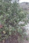 Juniperus macrocarpa