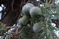 Juniperus oxycedrus subsp. macrocarpa