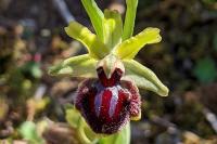 Ophrys passionis