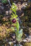 Ophrys passionis