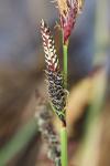 Carex elata