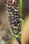 Carex elata