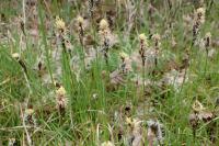 Carex umbrosa