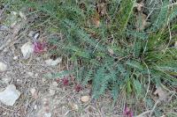 Astragalus monspessulanus