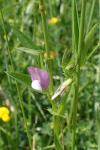 Vicia bithynica