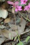 Oxalis articulata