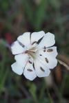 Silene vulgaris subsp. maritima