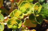 Euphorbia segetalis subsp. portlandica