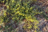 Asparagus officinalis subsp. prostratus