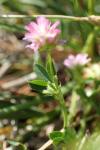 Trifolium resupinatum