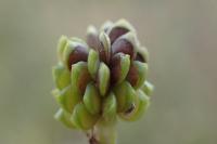Ranunculus sardous
