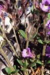 Chaenorhinum origanifolium