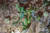 Astragalus echinatus